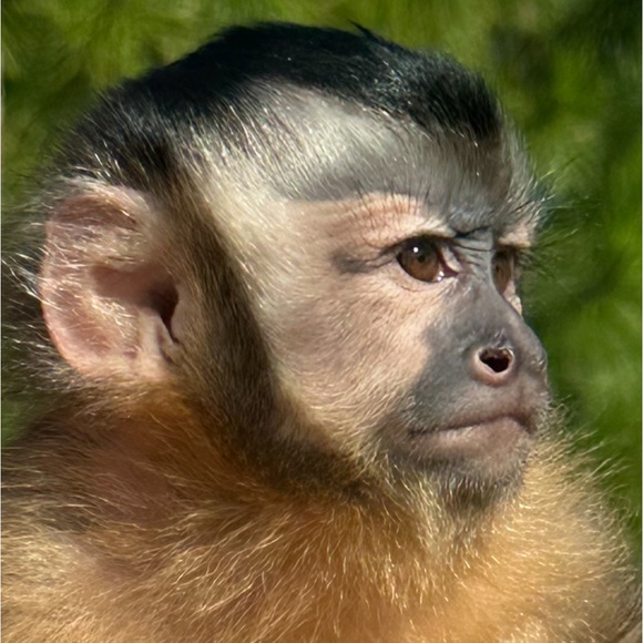 Meet your Posher, Brenda and her partner in crime Emma Rose 🐵 - Picture 2 of 14